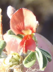 Indigofera sessilifolia
