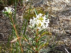 Pimelea lehmanniana