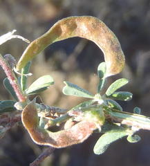 Indigofera sessilifolia
