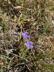 Gentianopsis holopetala