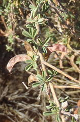 Indigofera sessilifolia