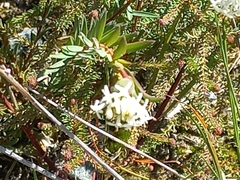 Pimelea lehmanniana