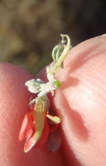 Indigofera sessilifolia