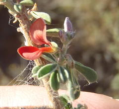 Indigofera sessilifolia