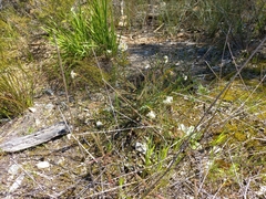 Pimelea lehmanniana