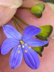 Chamaescilla corymbosa