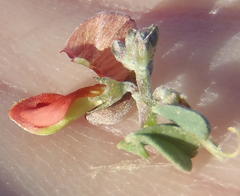 Indigofera sessilifolia