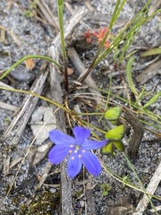 Chamaescilla corymbosa