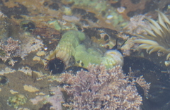 Vermetoidea