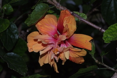 Hibiscus