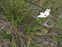 Aristea cantharophila