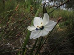 Aristea cantharophila