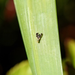 Spathulina acroleuca