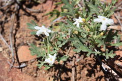 Chascanum