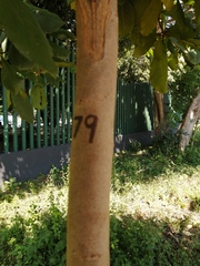 Terminalia kaernbachii