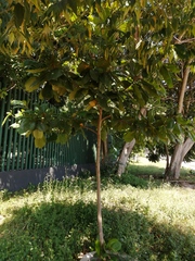 Terminalia kaernbachii