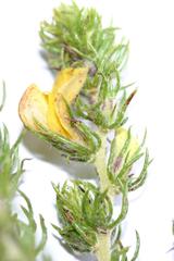 Aspalathus asparagoides asparagoides