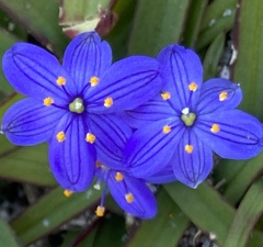 Chamaescilla