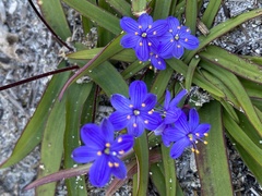 Chamaescilla