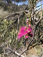 Melaleuca fulgens