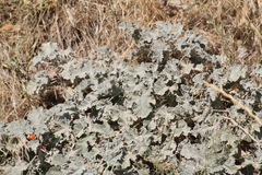 Sphaeralcea munroana