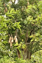 Kigelia africana africana