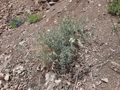 Vicia costata