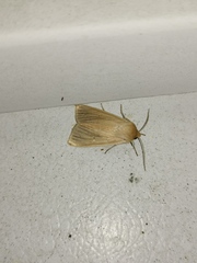 Mythimna pallens