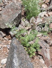 Nepeta annua