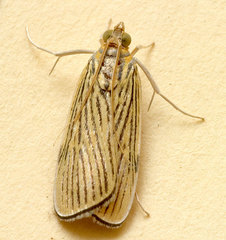 Tyspanodes linealis