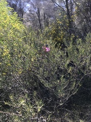 Melaleuca fulgens