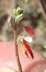 Indigofera sessilifolia