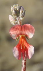 Indigofera sessilifolia