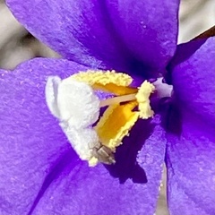 Patersonia occidentalis