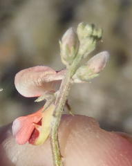 Indigofera sessilifolia