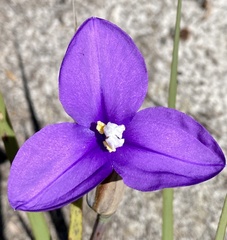 Patersonia occidentalis