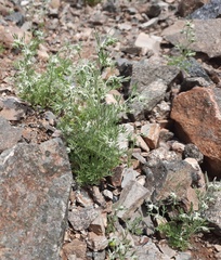 Artemisia macrocephala