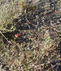 Indigofera sessilifolia