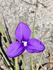 Patersonia occidentalis
