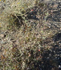 Indigofera sessilifolia