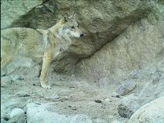 Canis lupus filchneri