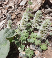 Lagopsis marrubiastrum