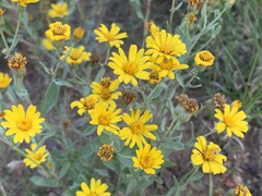 Heterotheca zionensis
