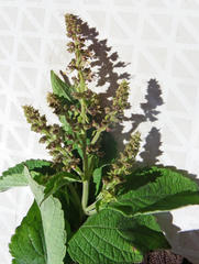 Ocimum tenuiflorum
