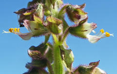 Ocimum tenuiflorum