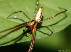 Leucauge levanderi