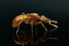 Strumigenys membranifera