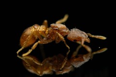 Strumigenys membranifera