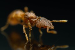 Strumigenys membranifera