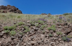 Dracocephalum peregrinum